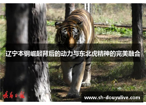 辽宁本钢崛起背后的动力与东北虎精神的完美融合